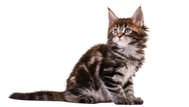 Fluffy Maine Coon kitten with blue eyes sitting