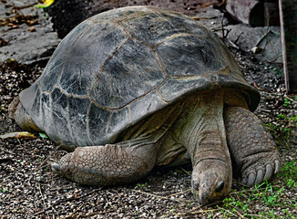 Fototapeta premium Galapagos tortoise on the ground. 