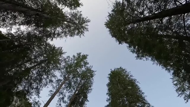 Looking Up Through Tall Alpine Pine Forest Canopy Toward Sky in Swiss Alps Bernese Oberland