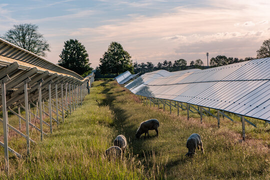 Agrivoltaics concept with sheep grazing under solar panels on a green field, sustainable renewable energy and eco friendly farming integration at sunset, Germany.