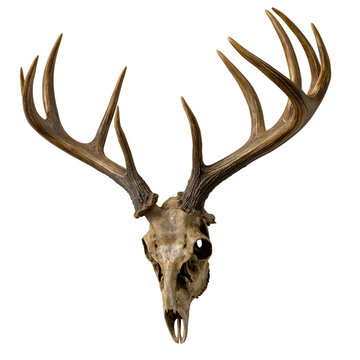 Natural deer antlers attached to a skull fragment for rustic hunting decor or nature collection isolated on transparent background.