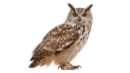 Obraz premium Eurasian Eagle Owl with orange eyes and ear tufts