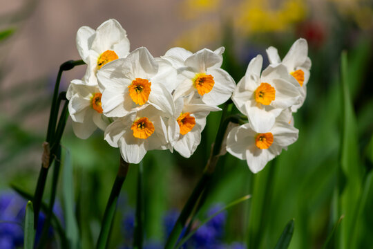 Narcissus tazetta paperwhite bunch flowered daffodil in bloom, early spring flowering white yellow plant