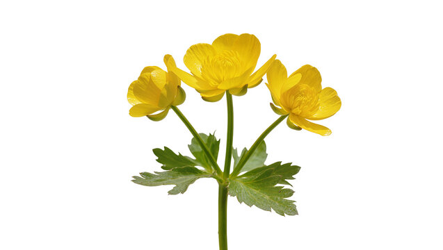 Three yellow buttercup flowers with green leaves