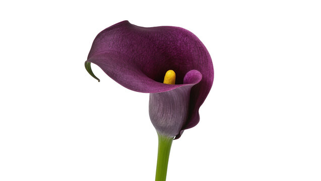 Deep purple Calla Lily flower with yellow spadix
