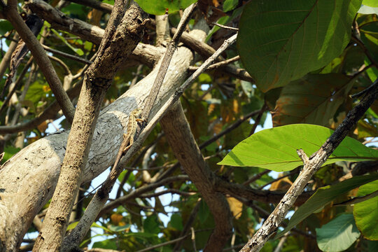 A close-up shot of a wild flying lizard or flying dragon Draco volans blending perfectly with the textured bark of a tree trunk in a tropical garden setting.