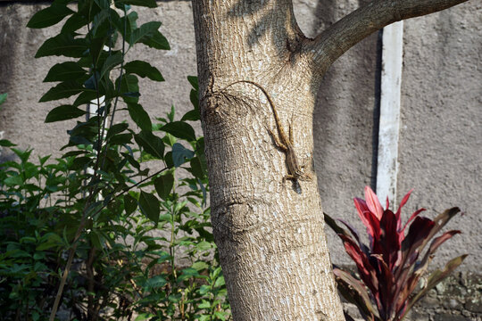A close-up shot of a wild flying lizard or flying dragon Draco volans blending perfectly with the textured bark of a tree trunk in a tropical garden setting.