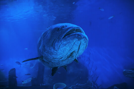 Guasa fish swim underwater in sea. Big grouper fish in the aquarium