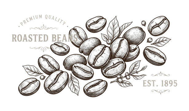 Vintage hand drawn coffee beans sketch vector illustration for caf&eacute; branding and packaging design