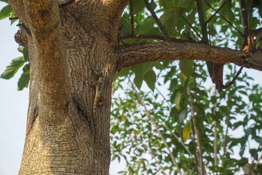 A close-up shot of a wild flying lizard or flying dragon Draco volans blending perfectly with the textured bark of a tree trunk in a tropical garden setting.