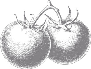 Vintage of two tomatoes on the vine © Ripa_Moni