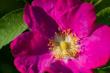 Fototapeten Pink Bright pink flower close up with yellow center found in nature on a sunny day  © Chris