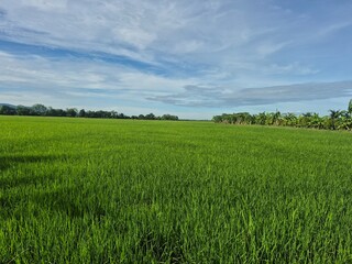 Obraz premium green field and blue sky