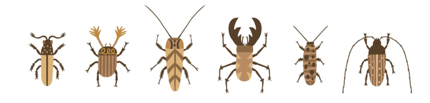 Collection of forest beetles and insects in natural earthy colors. Decorative bug set for educational, botanical and wildlife projects. Isolated flat vector illustration.