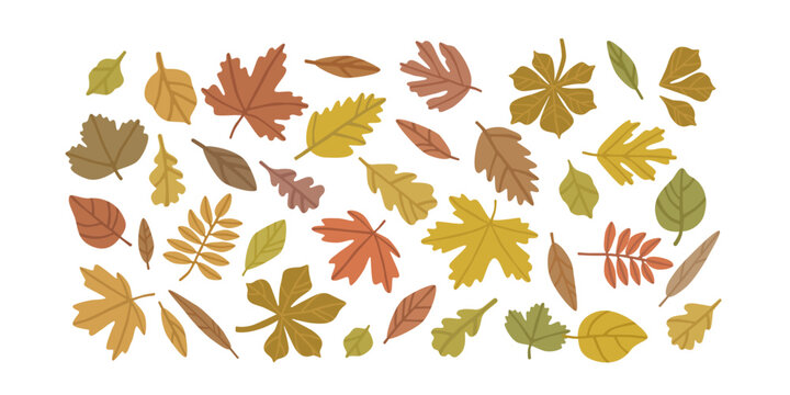Autumn leaf collection with colorful forest foliage in seasonal shades. Botanical elements for nature projects, prints and decorations. Flat vector illustration isolated on background.