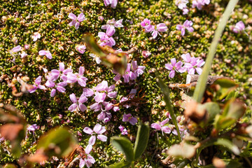 Obraz premium Purple Alpine Flowers Blooming on a Mountain Slope