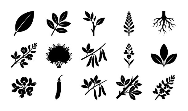 Botanical soybean plant icons set, black silhouette legume and soy leaf vectors, 15 organic agriculture symbols for farming and food packaging