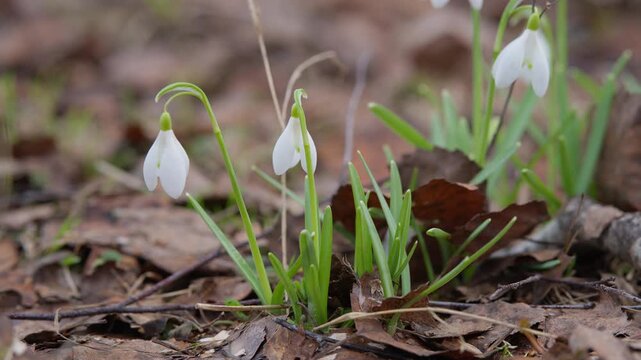 Dewy snowdrops emerge amid leaves. White snowdrops push through damp forest floor. Delicate white snowdrops bloom softly in woodland under early spring moist atmosphere