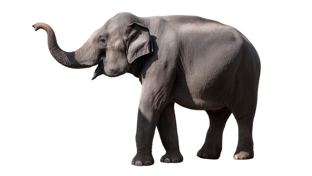 Gray elephant with trunk raised and mouth open