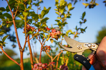 Obraz premium Prune blueberries on bright sunset background. Cutting of Blueberry bush. Propagate Blueberry Bushes. Blueberry bushes pruned. Care, cutting branches on fruit tree of blueberries.