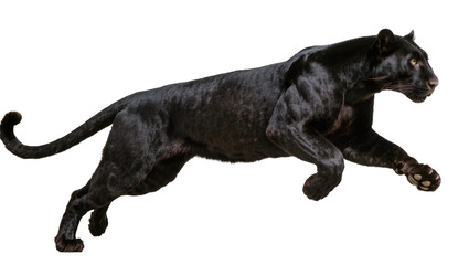 Black panther running with powerful muscles and yellow eyes © Lisa