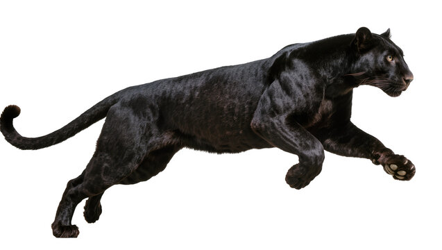 Black panther running with powerful muscles and yellow eyes