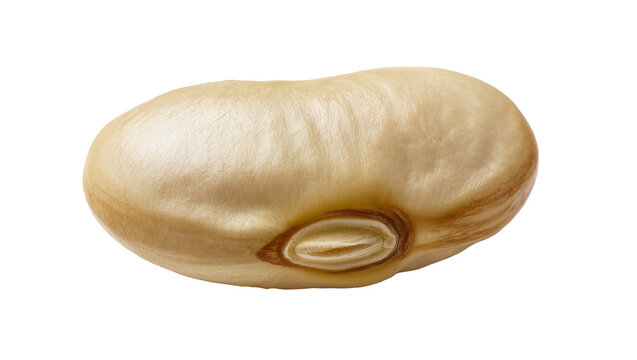 Single large white bean with brown hilum detail