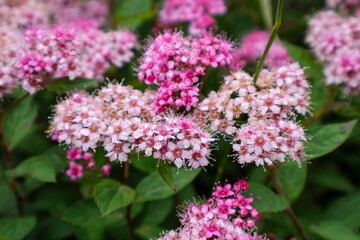 Obraz premium Vibrant pink meadowsweet flowers in bloom Spiraea japonica bush inflorescence detailed textures of summer garden floral background nature photography. .