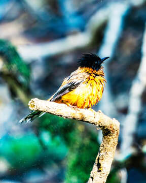 Rufous Sibia with warm rufous plumage, dark head, and long tail. An active Himalayan forest bird that feeds on nectar, berries, and insects among flowering trees and woodland canopies.