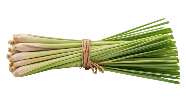 Bundle of fresh lemongrass stalks tied with twine