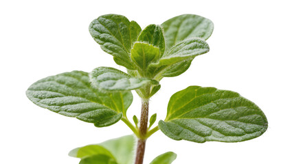 Fototapeta premium Fresh green oregano herb plant sprig with textured leaves