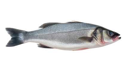 Fototapeta premium European sea bass fish Dicentrarchus labrax raw whole, side view