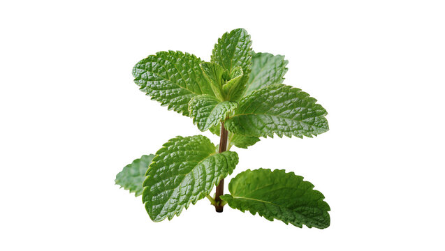 Fresh green mint plant sprigs with serrated leaves