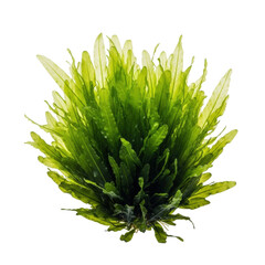 Fototapeta premium Vibrant, lush aquatic plant, translucent wavy leaves, glowing green tips, dark green base, fine veins, isolated on transparent background with copy space, macro, photorealistic. Concept of natural
