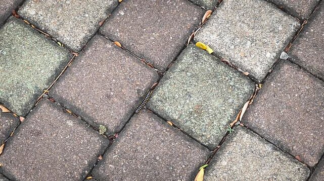 Yellow-spotted millipede glides over paving stones. Footage of a striking yellow-spotted millipede smoothly moving over the pattern of paving stones. Animal videos. Video transition, 4k, 60 fps