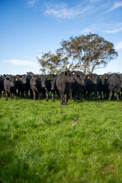herd of pregnant black angus cows on a farm with green grass in springtime in australia