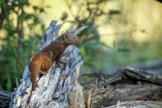 Common dwarf mongoose standing on a log rear view in Greater Kruger National park, South Africa ; Specie Helogale parvula family of Herpestidae