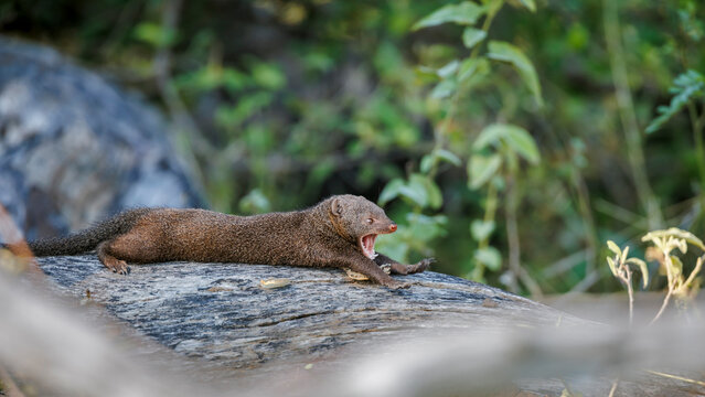 Common dwarf mongoose lying down and yawning on a log in Greater Kruger National park, South Africa ; Specie Helogale parvula family of Herpestidae