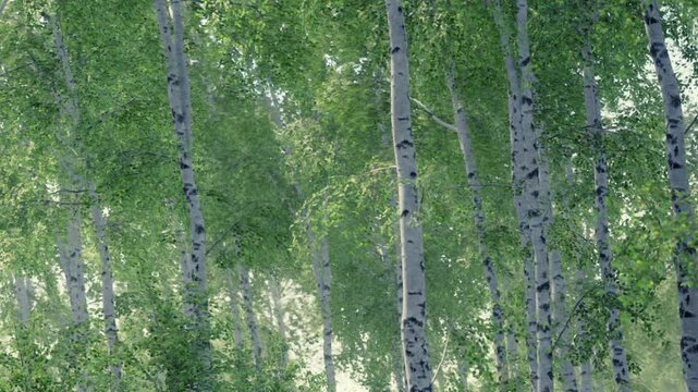 Sunlight filters through trees in a forest. The tall trees have green leaves and white bark. The scene shows a vibrant display of nature during a clear day in summer.