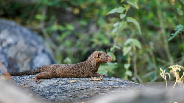 Common dwarf mongoose lying down on a log in Greater Kruger National park, South Africa ; Specie Helogale parvula family of Herpestidae