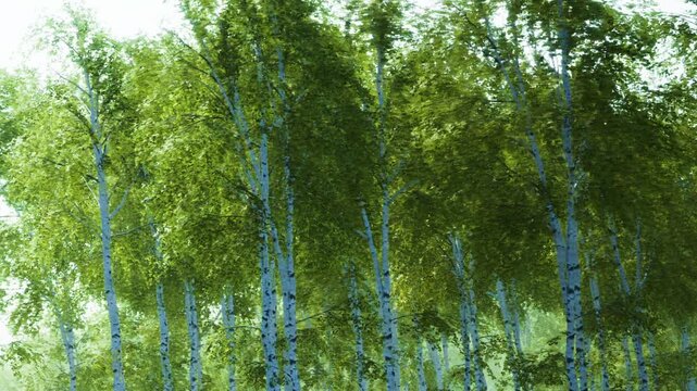 Tall trees stretch towards the sky in a dense forest. Green leaves cover the branches, and sunlight filters through. The scenery shows a vibrant natural setting filled with life.