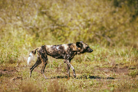 African wild dog with tracking collar walking side view in Greater Kruger National park, South Africa ; Specie Lycaon pictus family of Canidae
