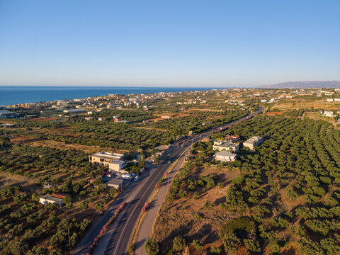 Aerial panoramic view of olive grove plantation in Mediterranean hills