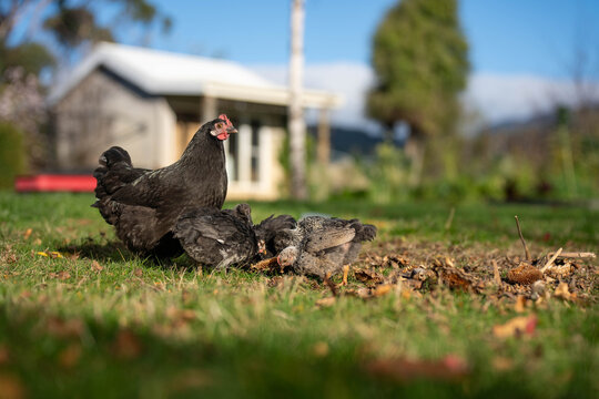 Free range black hen foraging with her chicks on a green lawn at an Australian homestead