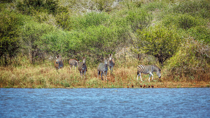 Fototapeta premium Small group of Plain zebra in lake side front view in Greater Kruger National park, South Africa ; Specie Equus quagga burchellii family of Equidae