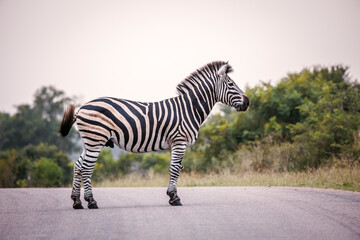 Obraz premium Plains zebra standing on a safari road in Greater Kruger National park, South Africa ; Specie Equus quagga burchellii family of Equidae