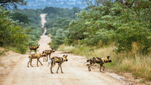 Pack of African wild dogs on safari road in Greater Kruger National park, South Africa ; Specie Lycaon pictus family of Canidae