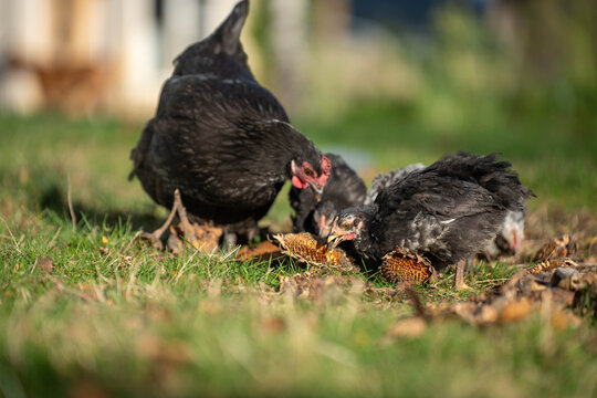 Free range black hen foraging with her chicks on a green lawn at an Australian homestead