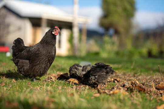 Free range black hen foraging with her chicks on a green lawn at an Australian homestead