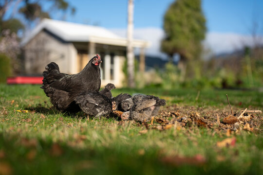Free range black hen foraging with her chicks on a green lawn at an Australian homestead